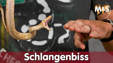 Wie verhalten nach Schlangenbiss?