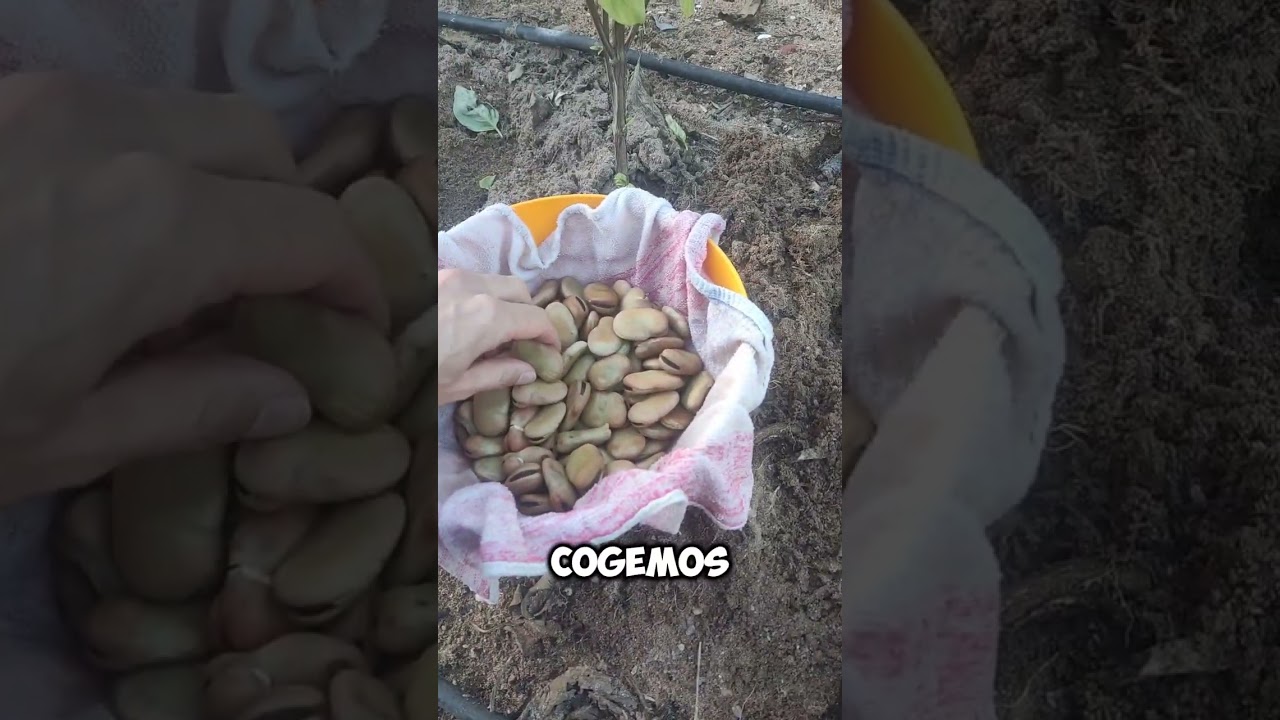 Guía de siembra de habas en el Día de las Ánimas ¿La conocíais? #habas  #agriculturasostenible