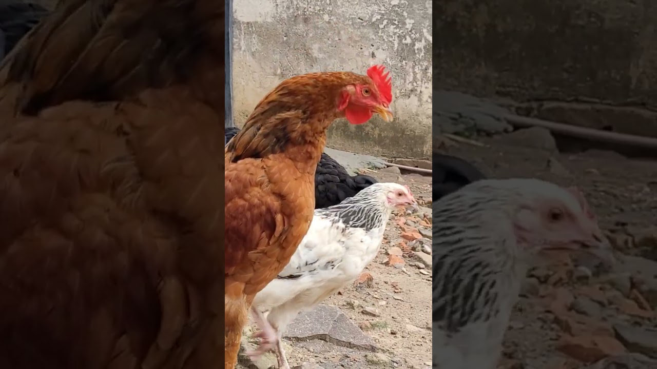 Galo novinho aprendendo a cantar! #galinhas #galinheiro #criatório #aves #chicken #galo