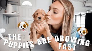 DAY IN THE LIFE OF A DOG BREEDER | Dog Mom Vlog | 3 Week Puppy Update