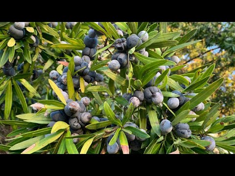 Video: Plum Pine Care - Informatie over het kweken van Podocarpus-pruimenbomen