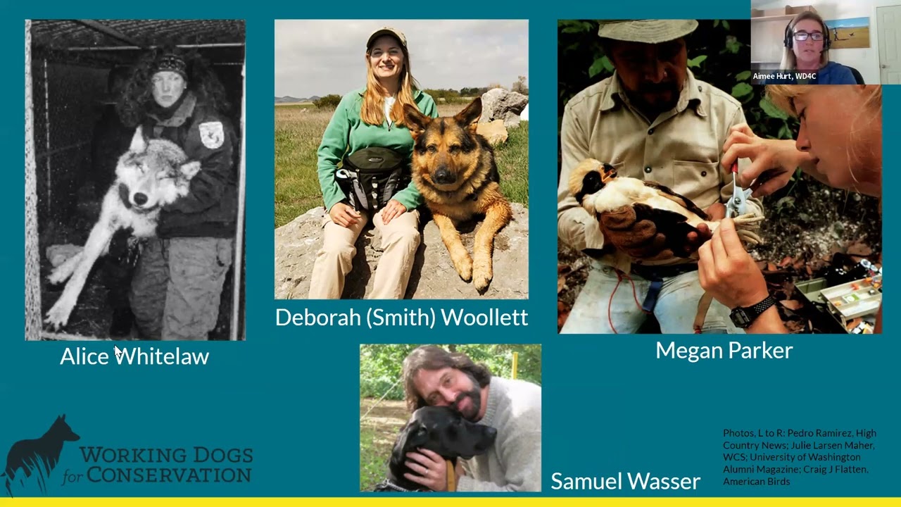 25 Years of Dogs and Conservation: WD4C Shares Where We've Been and Where We're Headed