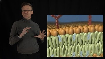 Lecture 08, concept 03: The internal structure of the lipid bilayer