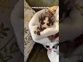 Puppy burrito 🌯 #love#dog #pets #husky