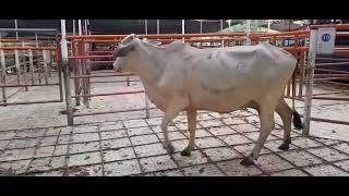 Lote 37subasta 274