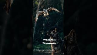 POV...Man muss nur fühlen können#MitDemHerzenSehen#Tierliebe#Naturmomente#cleo #hundeliebe#Hundeherz