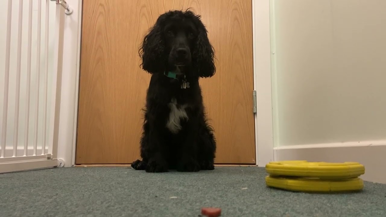Dog waits for treat