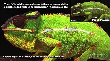 Combat Causes Chameleon’s Color Change | Time-Lapse Video