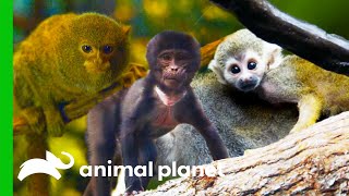 Cute and Adorable Primates | The Zoo