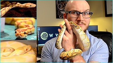 Ball Python Collection | All Of My Ball Pythons