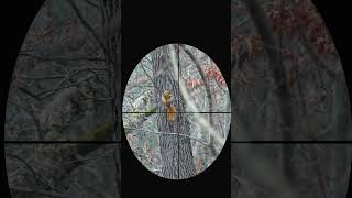 New Test, Umarex Komplete, Squirrel