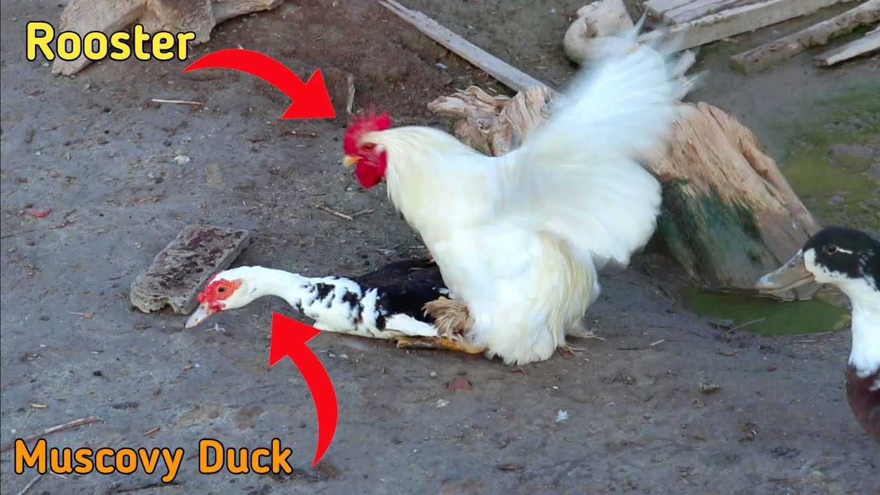 Rooster breeding large Muscovy duck - YouTube