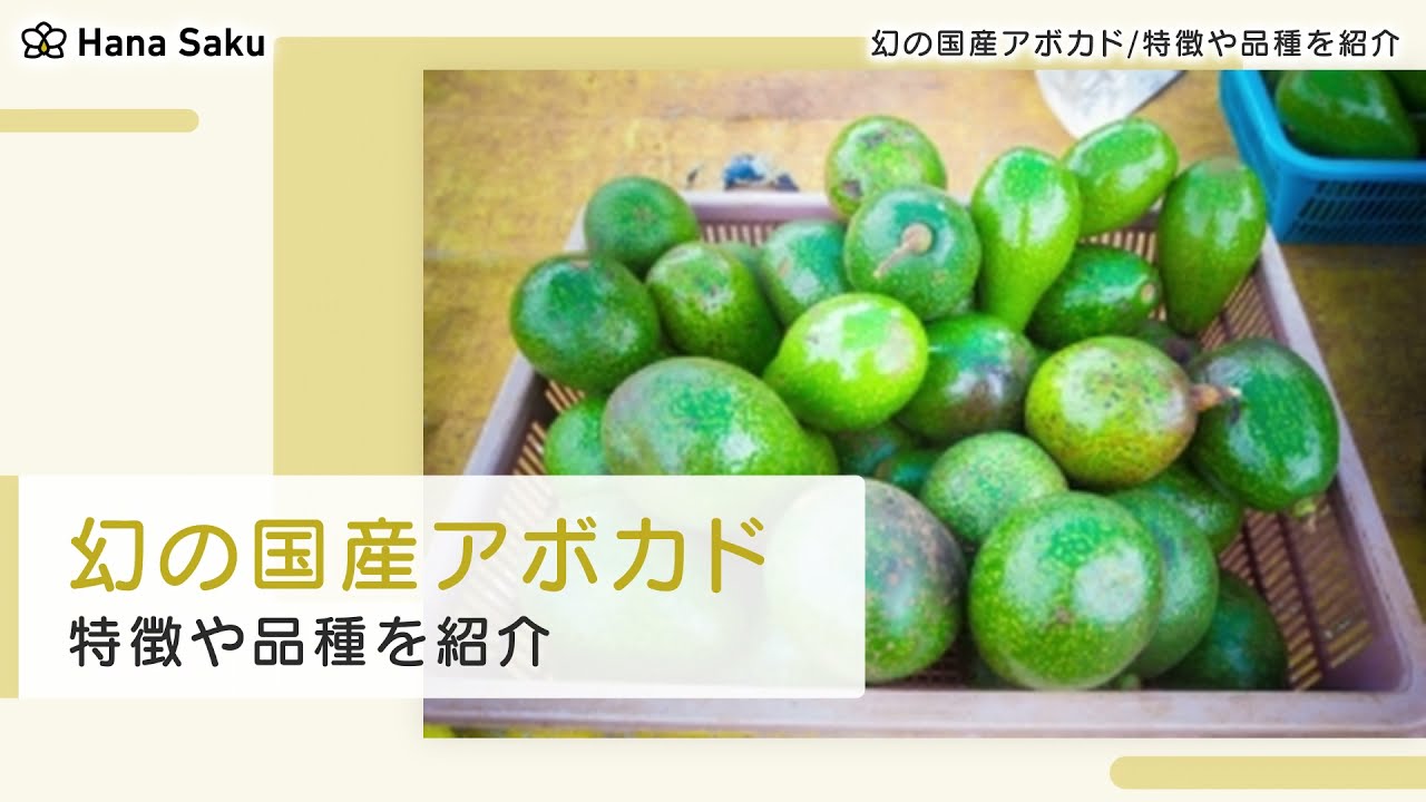 幻の国産アボカドの種類とは 旬の時期や購入できる場所も紹介 Hanasaku 幻の国産アボカドの種類とは 旬の時期や購入できる場所も紹介 Hanasaku