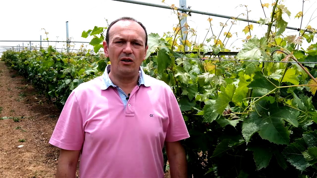 Θερινό κλάδεμα αμπελιού