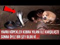 Yavru Köpekler İçinde Kral Kobra Yılanı Olan Bu Kuyuya Düştü, Sonra Öyle Bir Şey Oldu ki