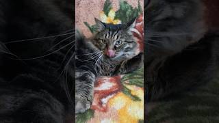 девочки... #кот #котик #cat #котики #catlover #shortcats #shots #shortcatsvideos #shortvideo