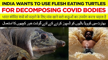 India Wants To Use Flesh Eating Turtles To Rid The Ganges Of Decomposing Bodies (HBO) | #covidindia