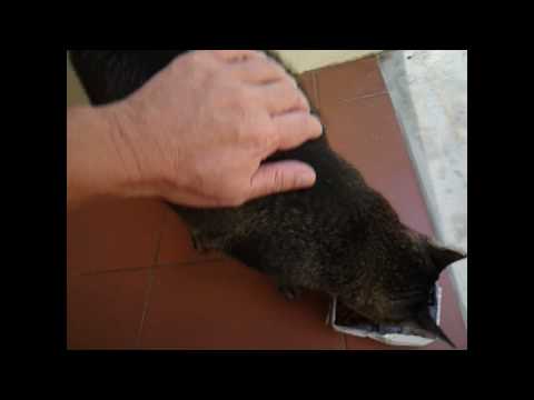 A community cat called Tua-Pui-Meow