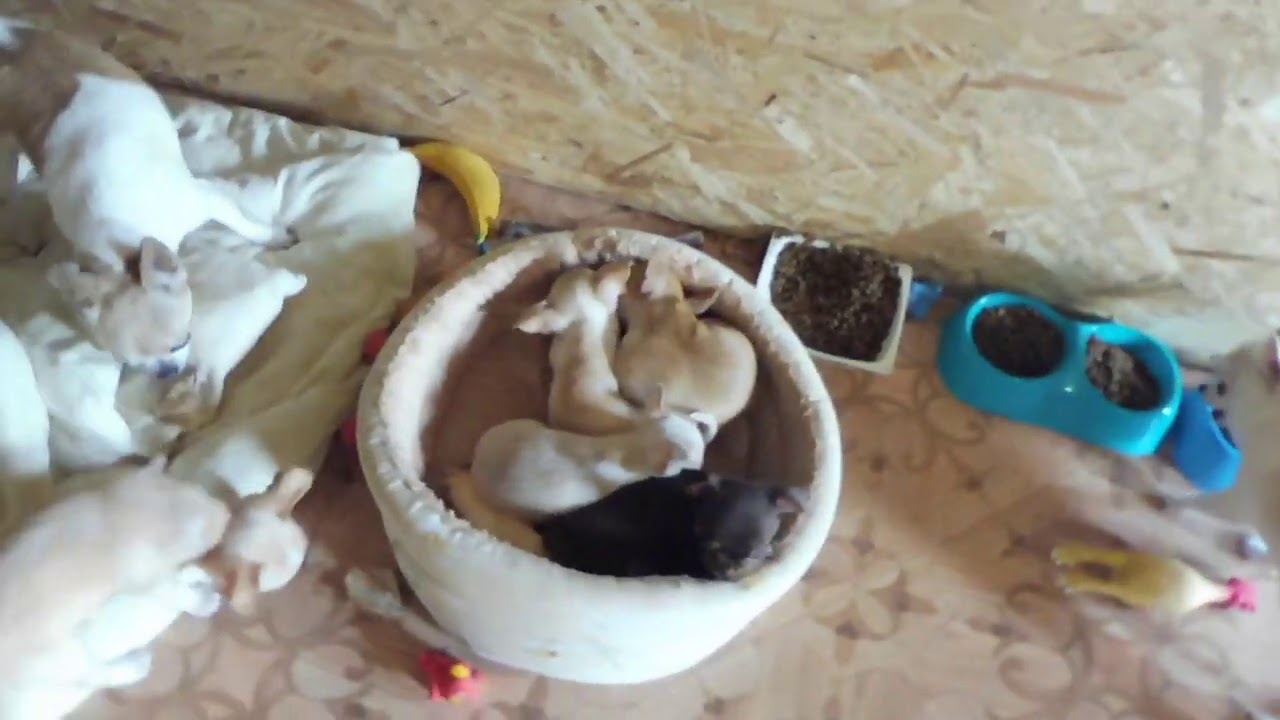 #ЧИХУА БОННИ , БЬЮТТИ , БЕЛЛА - ПРИВИТЫ , ЕСТЬ МЕТРИКА ЩЕНКА РКФ И ...