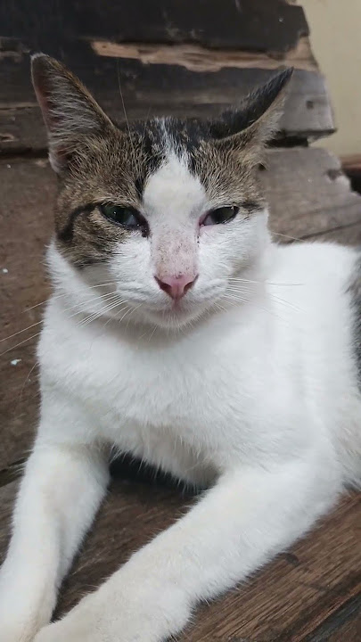 #doanabisulaimanuntukkekayaanmelimpahruah #cat #kucinglucu #animal #kitten