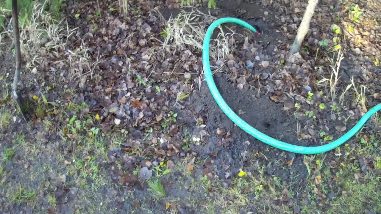 Flooding burrows. Filled 30 cubic meters of water. Затапливаю норы. Залил 30 кубометров воды.