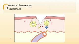 Micro Innate Immune Part 1