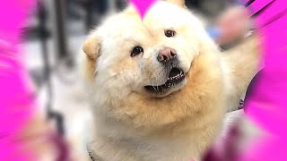 Important Things to know before you get a Chowchow Dog !