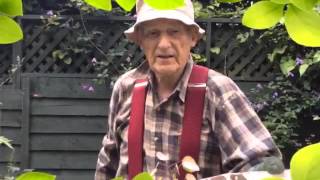 Collecting Delphinium from the garden seeds with me' dad