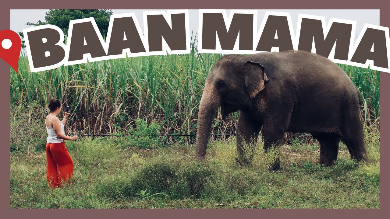 🇹🇭 10 JOURS parmi les éléphants en Thaïlande (BAAN MAMA) 🐘 🇹🇭