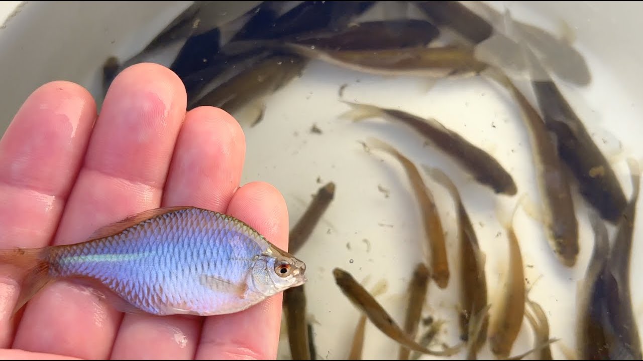 Catch a large number of beautiful fish in seven colors and large