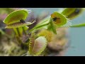 Venus Flytrap Eating Bugs!