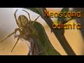 Охота паука кругопряда Neoscona adianta