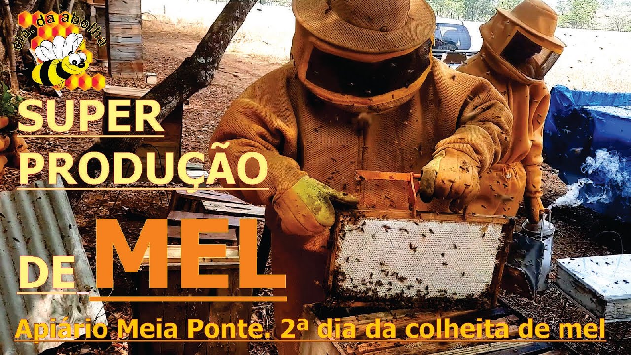 SUPER PRODUÇÃO DE MEL DO APIÁRIO MEIA PONTE. 2º DIA DA COLHEITA DE MEL CIA DA ABELHA