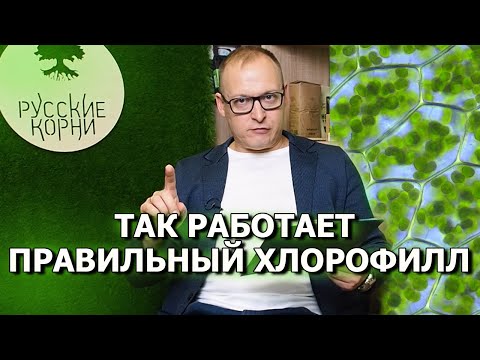 Хлорофилл и его польза. Как применять и где купить хлорофилл.