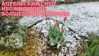 Апрельский снег: неожиданное волшебство природы.