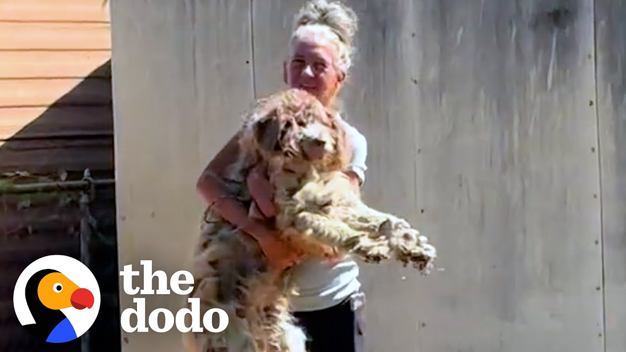 Neglected Aussiedoodle Finally Opens Up To Mom - The Dodo