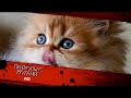 Смешные КОТЫ #10 / Лучшие приколы 2020 / Funny cats.