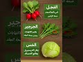 فوائد مذهلة للفجل والجرجير والخس أسرار صحية لن تتوقعها   