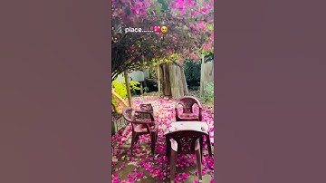 Thumbnail of place 🌺😍#peace #peaceful #love #explore #pinkflower #garden #peacefulmusic #lyrics #exploremore#fypp