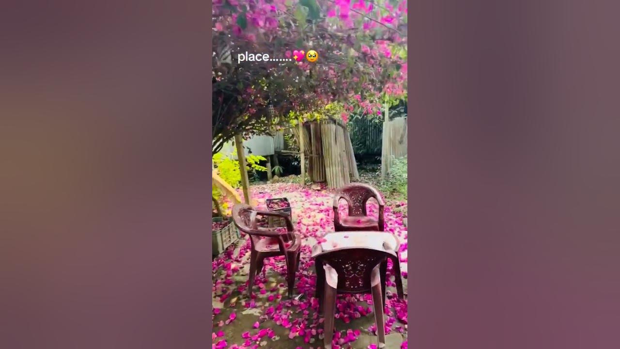 place 🌺😍#peace #peaceful #love #explore #pinkflower #garden #peacefulmusic #lyrics #exploremore#fypp