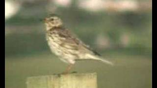 Meadow Pipit