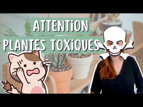 Vidéo: Les ficus sont-ils toxiques pour les chats ?