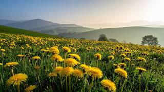 🔴 LIVE: Spring Morning Meadow Ambience 🌼🐝 | Birdsong, Cuckoo & Bees | Nature Sounds