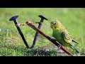 DIY Easy Bird Trap using Primitive Technology by Smart Kids !