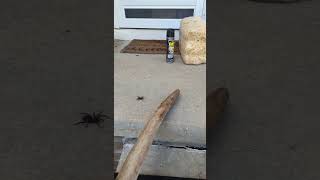 Spiders should NOT be this big in Nebraska
