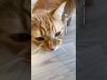 ママが帰宅すると嬉しくてカラスになる猫【とらまる】