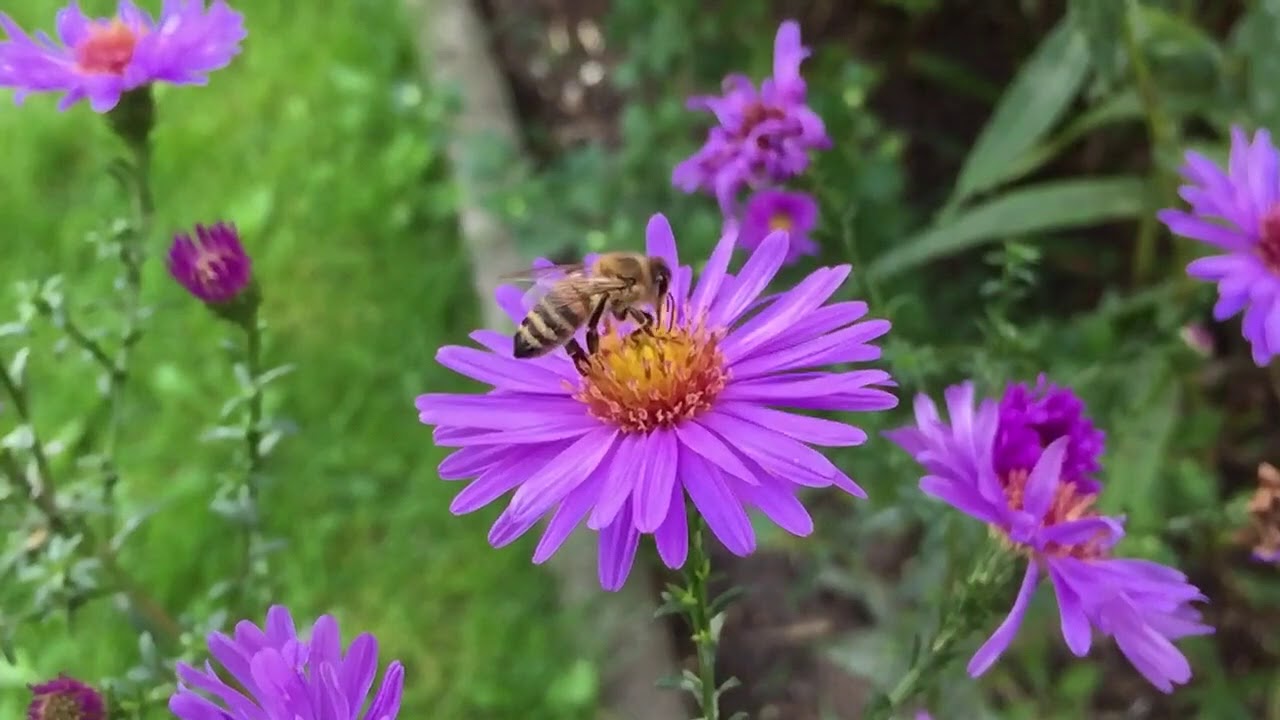 A Novel Protocol for Studying Bee Cognition in the Wild