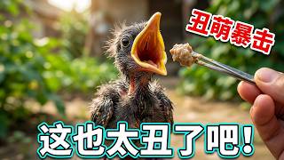 The entire process of rescuing the weak baby myna! Not only is it adorably ugly, but the way it o... screenshot 5
