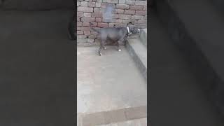 Apbt Female 6 Month For Sale 7037897018