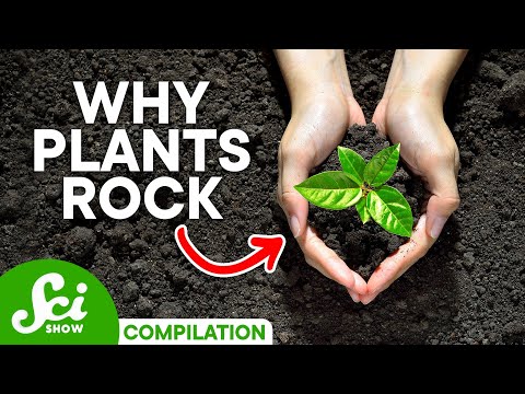 Plants Are Way Cooler Than We Give Them Credit For